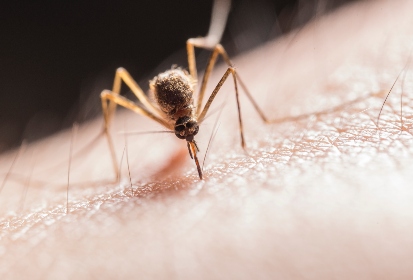 8 rostlin, kterým se komáři vyhýbají