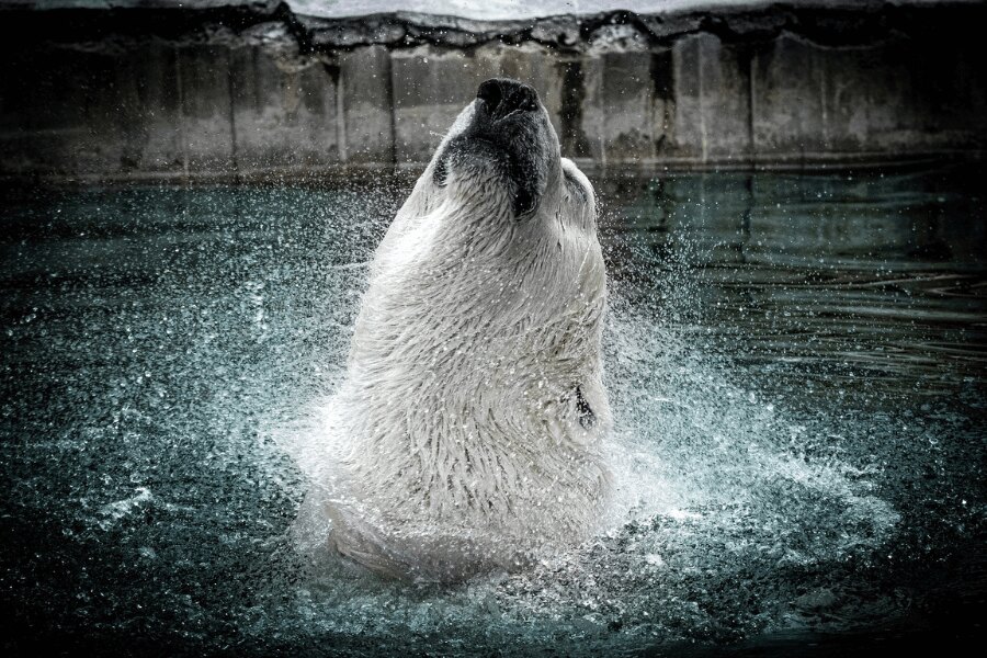 Lední medvěd. Zdroj: https://pixabay.com/cs/photos/ice-bear-polar-bear-lend%C3%AD-medv%C4%9Bd-5460721/