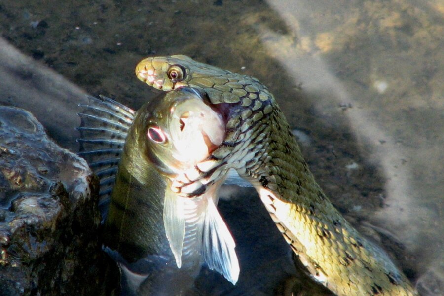 Užovka podplamatá. Zdroj: https://commons.wikimedia.org/wiki/File:Natrix_tesselata_with_a_perch.JPG