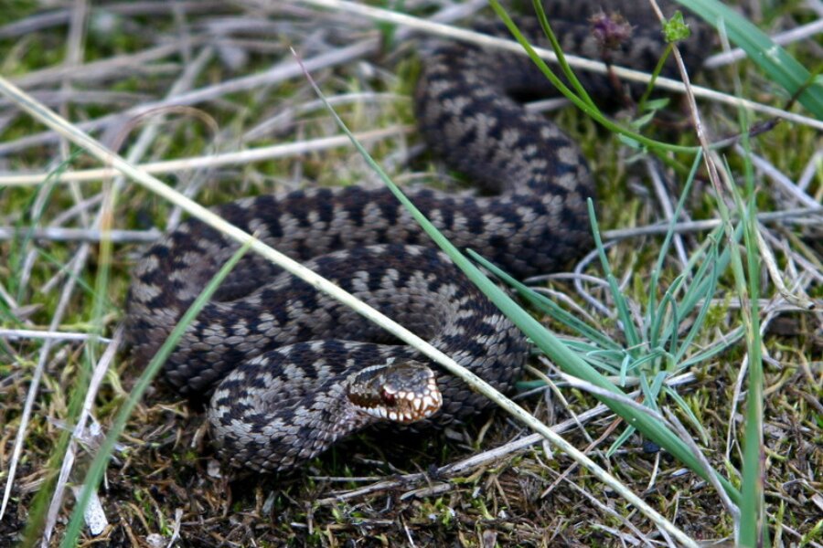 Zmije obecná. Zdroj: https://commons.wikimedia.org/wiki/File:Kreuzotter_(Skagen,_Denmark).jpg