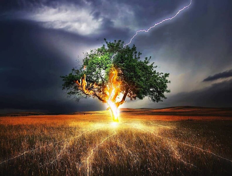 Strom zasažen bleskem