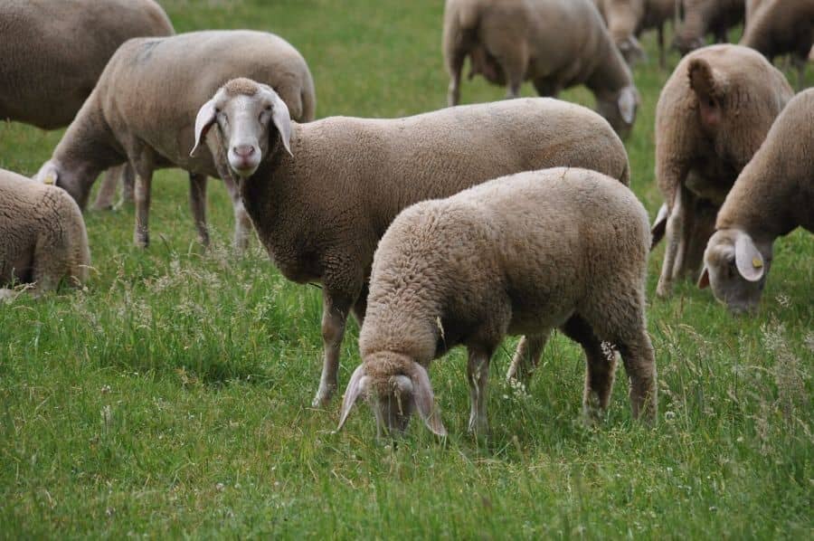 Merino ovce pasoucí se na louce